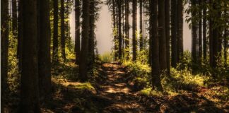 Jak nagrywanie spotkania na Teams bez wiedzy?