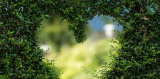 Co oznacza zielona kropka w LinkedIn?