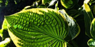 Jak zrobić hosta na zoomie?