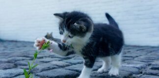 Jak nawiązać kontakt z klientem?