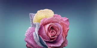 Czym się różni witryna od strony internetowej?