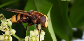 Jak korzystać z zooma na komputerze?