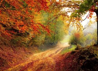 Jak wyobrażasz sobie ścieżkę zawodowa?