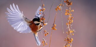 Jak zdobyć obserwacje na ig?