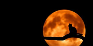 Czy limit Wsto jest roczny?