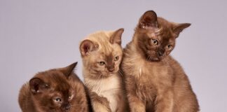 Jak zapytać klienta czy jest zainteresowany ofertą?