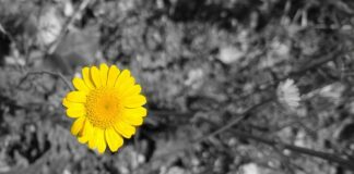 Jak oczyścić organizm z nikotyny?