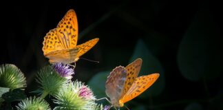 Czy w wieku 50 lat można zbudować masę mięśniową?