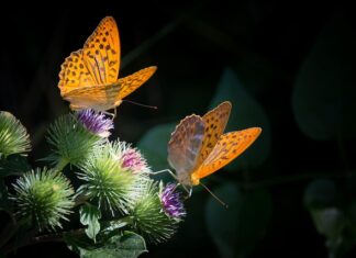 Czy w wieku 50 lat można zbudować masę mięśniową?