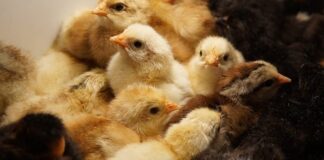 Co to są inkubatory przedsiębiorczości i akceleratory biznesu?