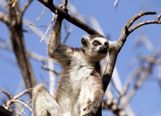 Co to są zachowania żywieniowe?